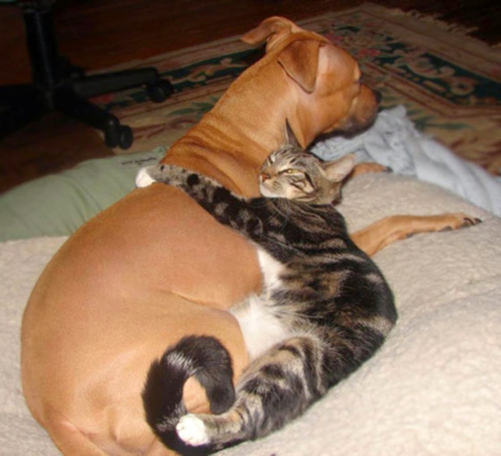 catslovedogs14