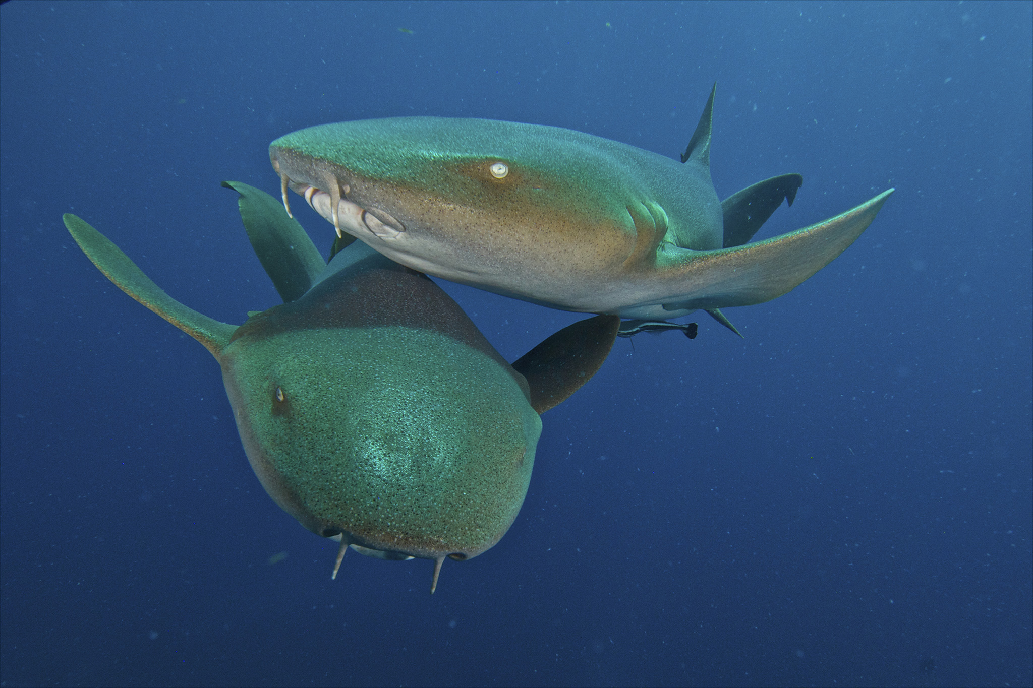 Усатая акула на Мальдивах