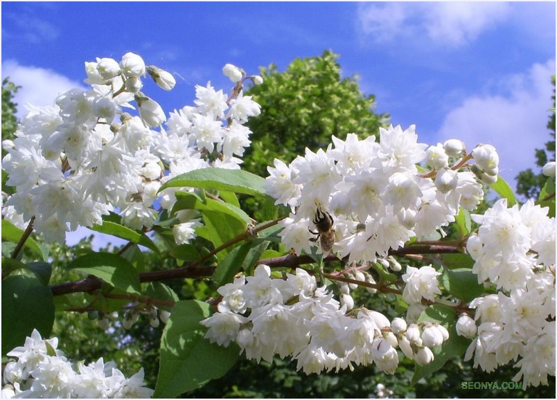 http://seonya.com/photos/0000/1873/19523c4bf9b241ad988761197248fbe9.jpg