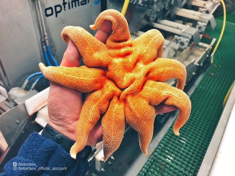 Странные существа из морских глубин, пойманные Романом Федорцовым