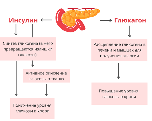 Поджелудочная железа человека: все, что нужно знать об этом удивительном органе поджелудочной, железа, железы, может, является, которые, поджелудочная, время, живота, после, части, обострения, период, верхней, наблюдается, органа, часто, расщепляет, ферменты, причиной