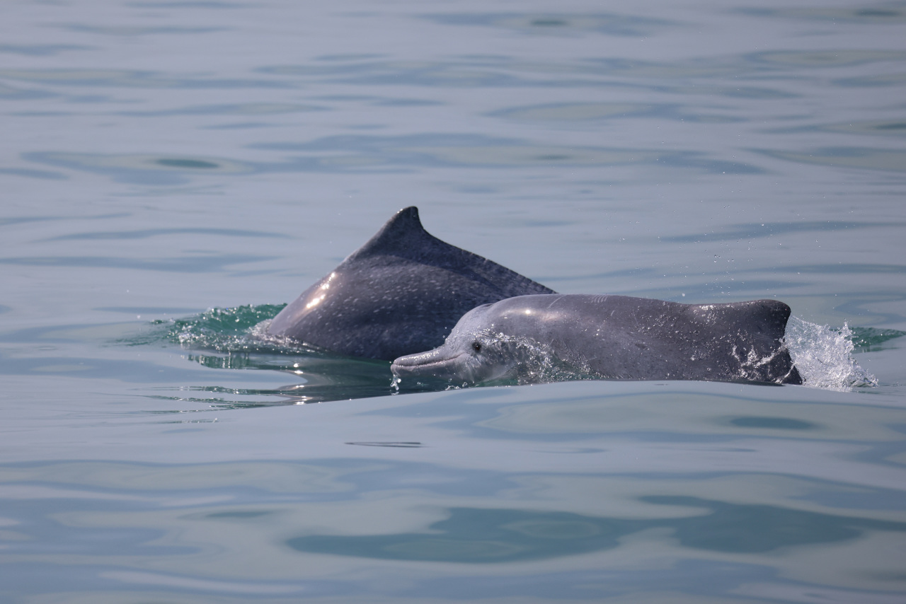 В Анапе на берег выбросилось 40 мёртвых дельфинов