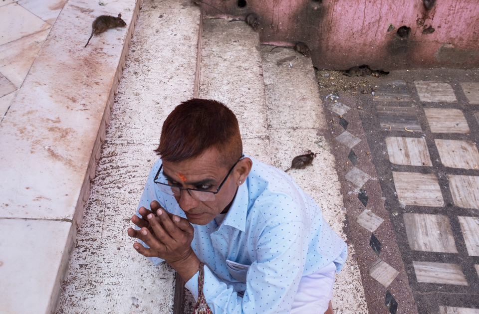 Крысиный рай: индийский храм, где поклоняются грызунам Крысиный рай: индийский храм, где поклоняются грызунам индия,история,крысы,культура индии,мир,страны