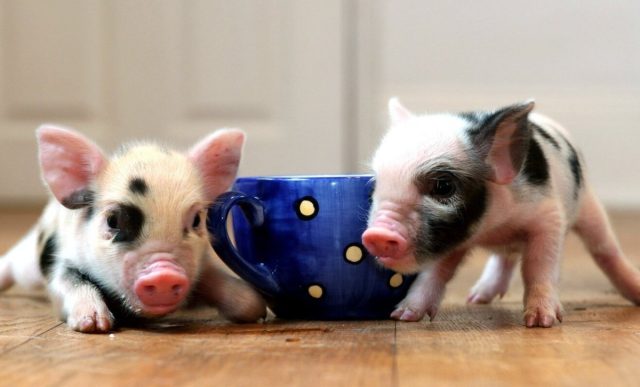 Минипиги, или карликовые свинки — почему стоит завести и как содержать? свинки, питомца, свиней, минипигов, килограммов, минипига, породы, около, очень, могут, карликовых, свинок, может, животные, животных, качестве, свинка, свиньи, продукты, перед