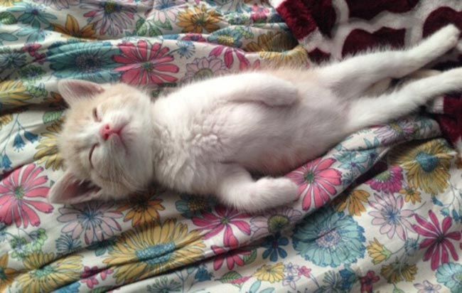 Вопросы, которые все хозяева время от времени задают своим кошкам Вопросы, которые все хозяева время от времени задают своим кошкам