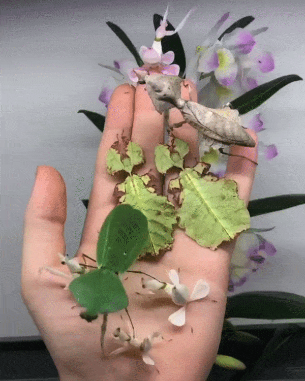 15 случаев, когда природа в своих фантазиях зашла слишком далеко 15 случаев, когда природа в своих фантазиях зашла слишком далеко интересное,мир,удивительно ,фотография, животные , природа