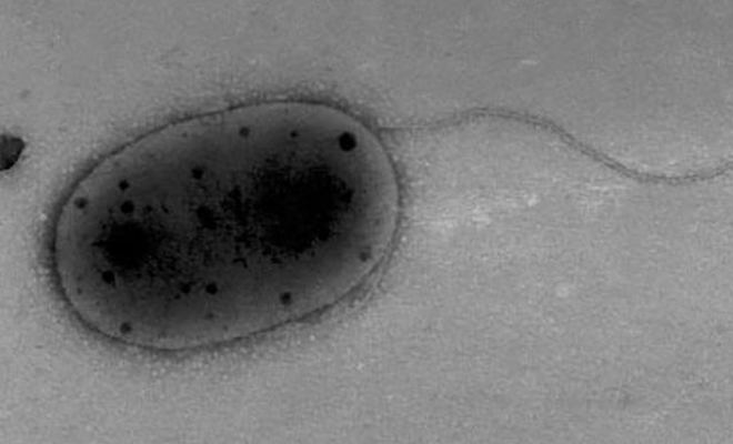 На МКС нашли неизвестные науке микроорганизмы