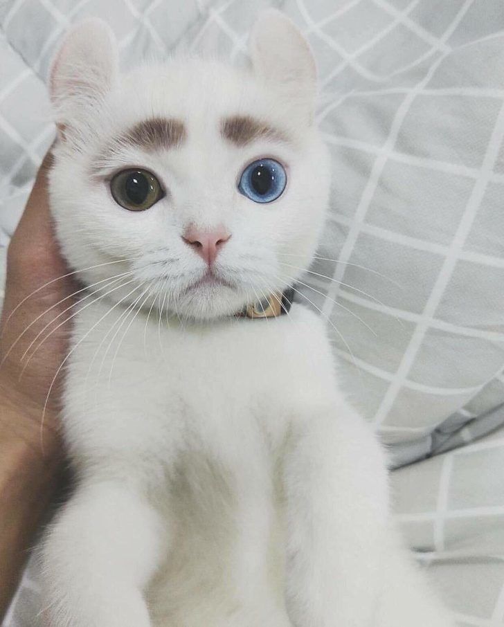 Пушистые мордашки, которые покорят вас своей изюминкой