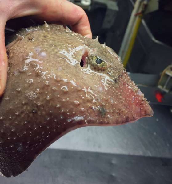 Странные существа из морских глубин, пойманные Романом Федорцовым