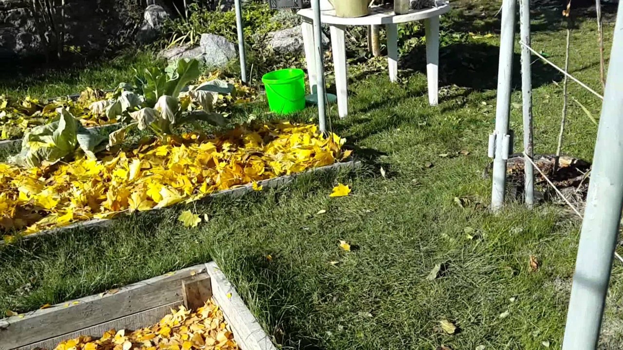 Что можно, а что нельзя мульчировать осенью Что можно, а что нельзя мульчировать осенью