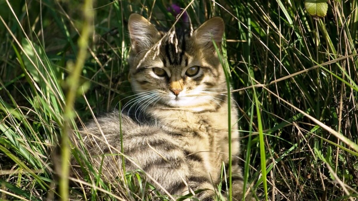 Покорение вершины