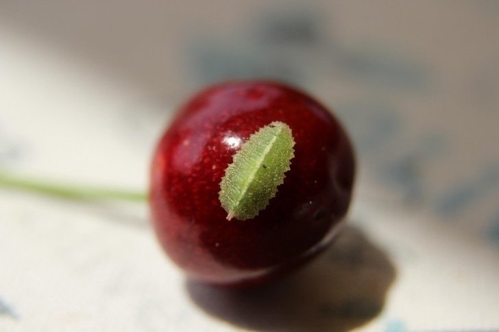 15 случаев, когда природа в своих фантазиях зашла слишком далеко 15 случаев, когда природа в своих фантазиях зашла слишком далеко интересное,мир,удивительно ,фотография, животные , природа