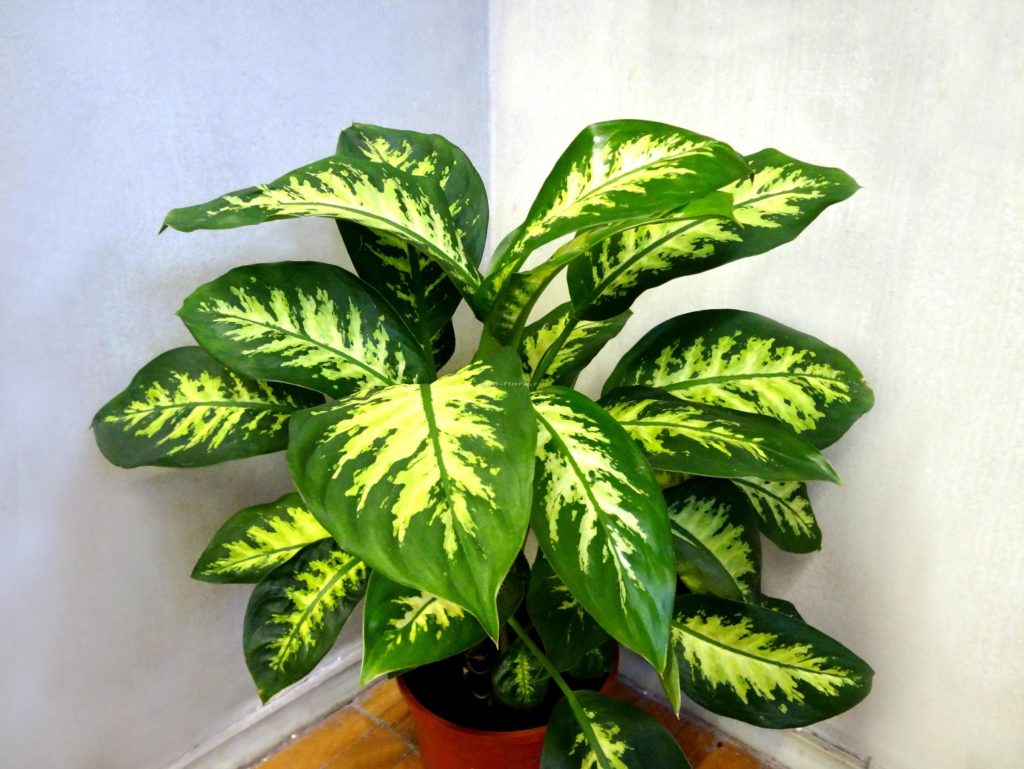 dieffenbachia-2-1024x769