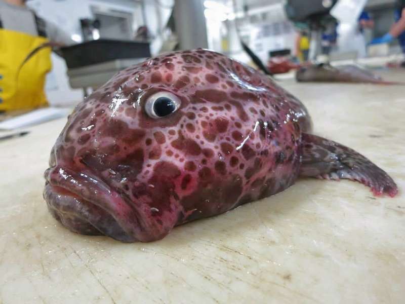 Странные существа из морских глубин, пойманные Романом Федорцовым