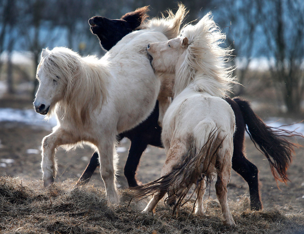 Игры исландских лошадей