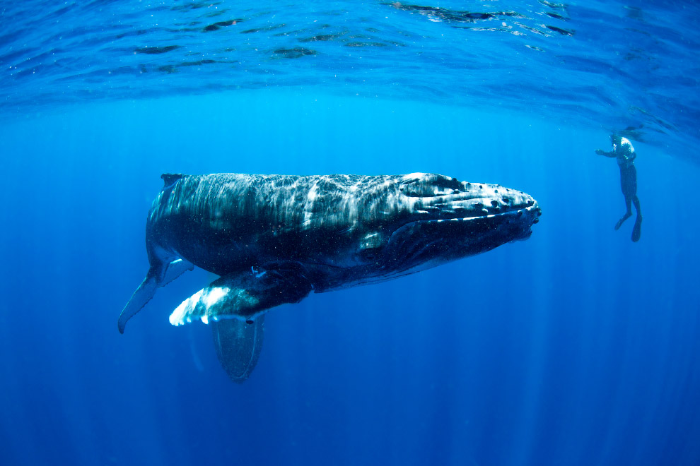 PHOTOS: Swimming with whales