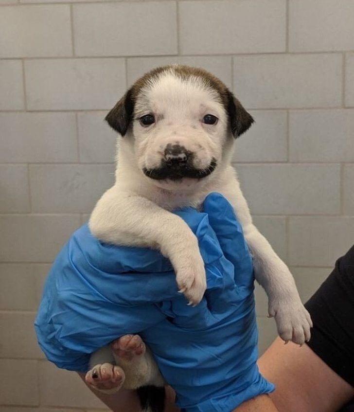 Пушистые мордашки, которые покорят вас своей изюминкой Пушистые мордашки, которые покорят вас своей изюминкой