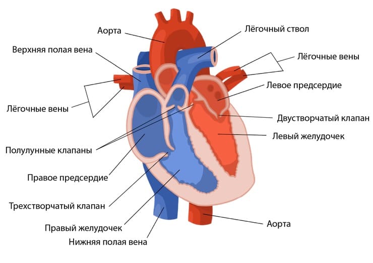 Самые большие и важные органы человека человека, органа, всего, крови, организма, может, грамм, объем, орган, весит, кишки, селезенка, литров, массы, длина, можно, системы, самых, придется, является