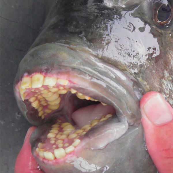 Рыбу с человеческими зубами поймали у побережья США