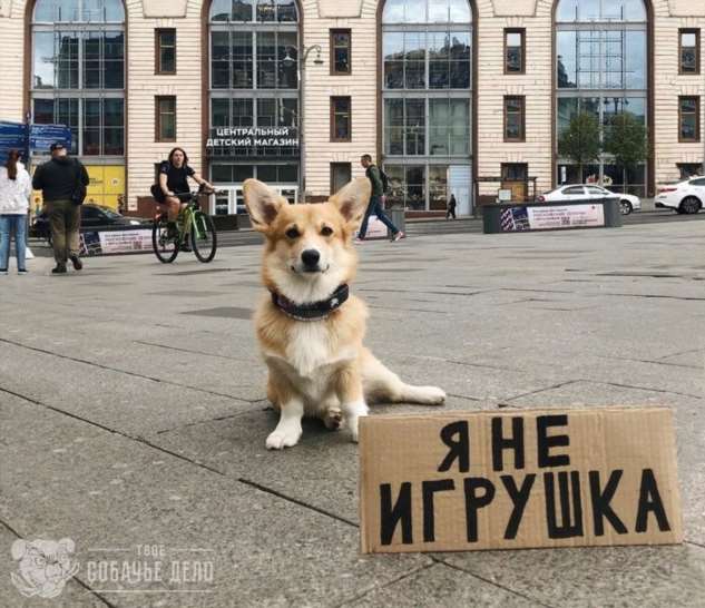 «Собаки — это не товар». Креативный фотопроект волонтеров из Москвы помогает людям обрести любящего друга