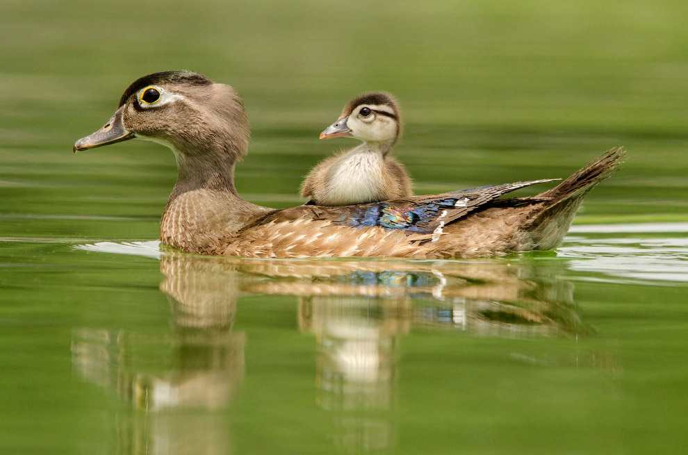 Победители птичьего 
конкурса Audubon 
Photography Awards 
2015