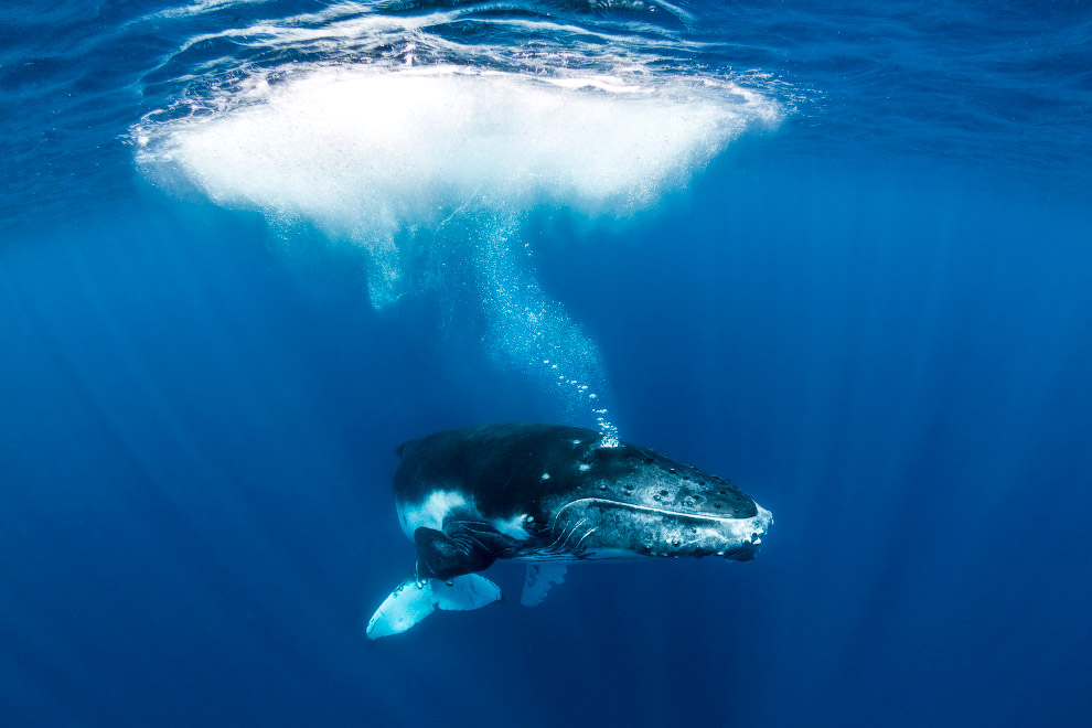 Плавание с китами китов, самых, горбатого, крупные, горбатый, поверхности, особи, скорость, Средняя, горбатых, океане, Мировом, эффектное, время, поведение, выпрыгивание, больших, акробатичных, энергичных, привлекает