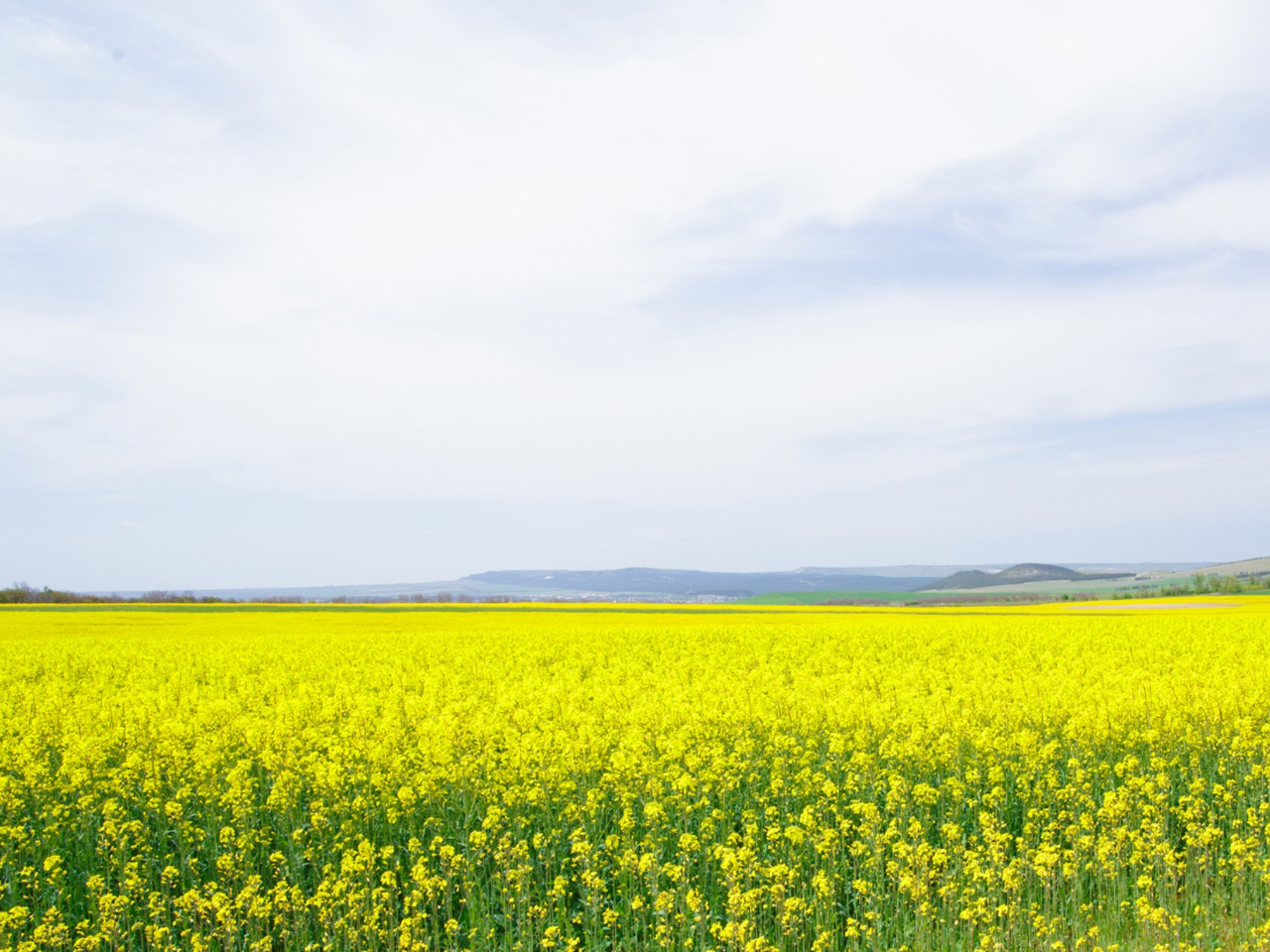 Field like. Закат в поле. Лето. Field like. Field like.