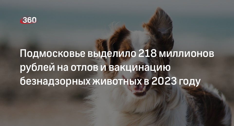 Подмосковье выделило 218 миллионов рублей на отлов и вакцинацию безнадзорных животных в 2023 году