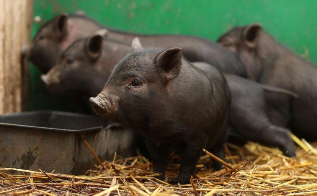 Минипиги, или карликовые свинки — почему стоит завести и как содержать? свинки, питомца, свиней, минипигов, килограммов, минипига, породы, около, очень, могут, карликовых, свинок, может, животные, животных, качестве, свинка, свиньи, продукты, перед
