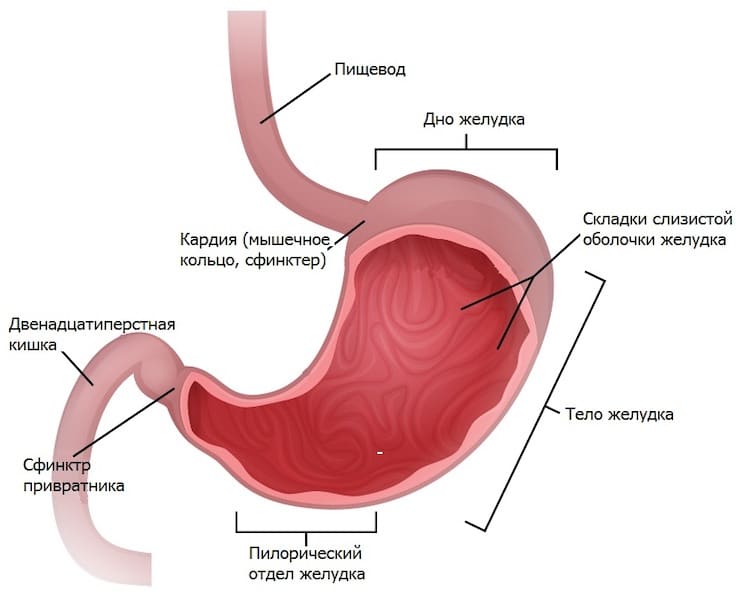 Самые большие и важные органы человека человека, органа, всего, крови, организма, может, грамм, объем, орган, весит, кишки, селезенка, литров, массы, длина, можно, системы, самых, придется, является