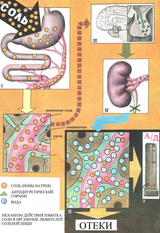 Избыток солей. Соли в организме. Соль в организме человека. Соя в организме. Избыток соли в организме человека.
