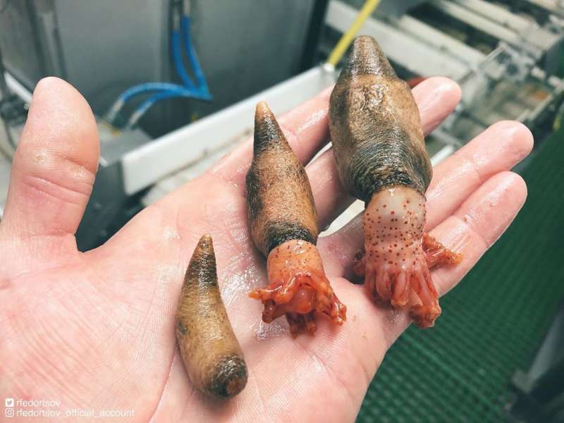 Странные существа из морских глубин, пойманные Романом Федорцовым