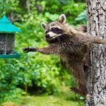 Милые животные: фотоподборка, которая поднимет настроение