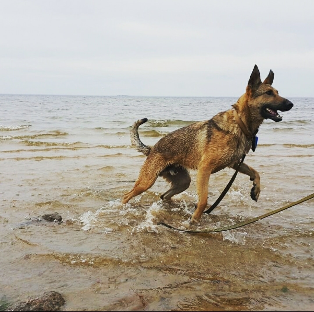 собака на море