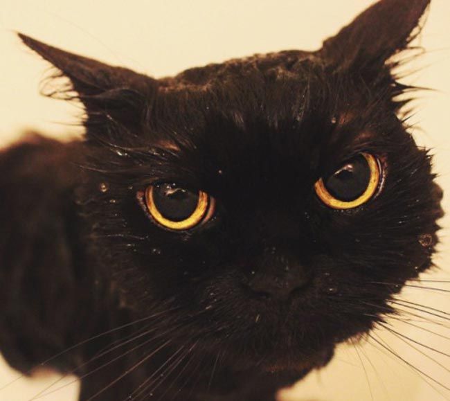 Вопросы, которые все хозяева время от времени задают своим кошкам Вопросы, которые все хозяева время от времени задают своим кошкам