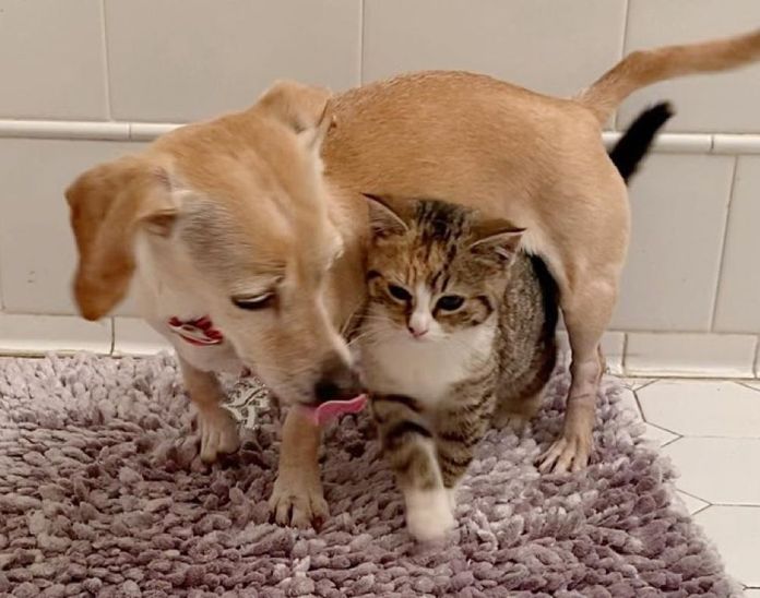 Без кота и жизнь не та