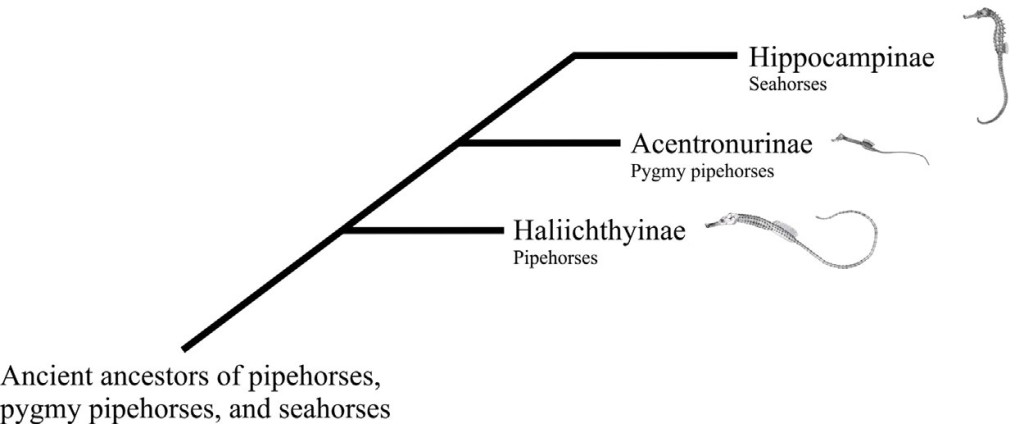 Гипотетическое родословное древо Морских коньков