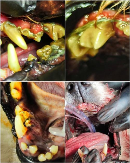 Ветеринария_стоматология.  Все ваши чистки зубов и санации для животных зло! 01