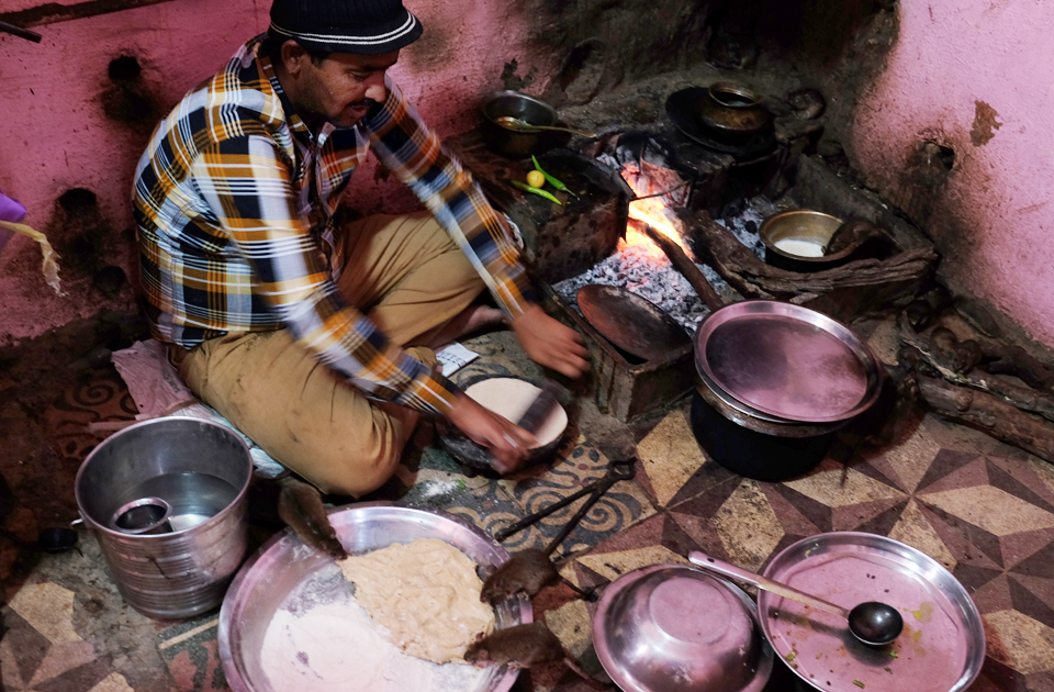 Крысиный рай: индийский храм, где поклоняются грызунам Крысиный рай: индийский храм, где поклоняются грызунам индия,история,крысы,культура индии,мир,страны