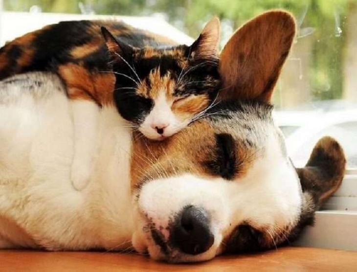 Кошки, которые настолько обнаглели, что используют собак вместо подушки Кошки, которые настолько обнаглели, что используют собак вместо подушки