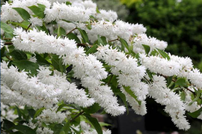 http://natalis.ua/assets/images/plants/deutzia/nikko/b_8607.jpg