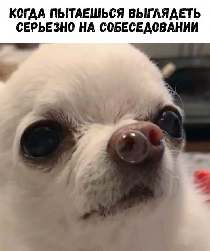 Аморальные мемы Аморальные мемы