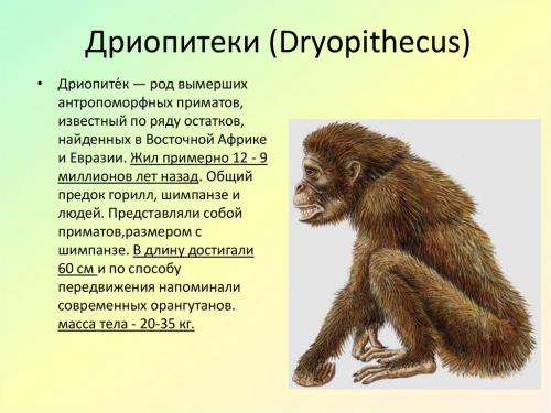 В какой эре появились первые люди на земле. ПЕРВЫЕ ШАГИ К ЧЕЛОВЕКУ. ПРИМАТЫ 01