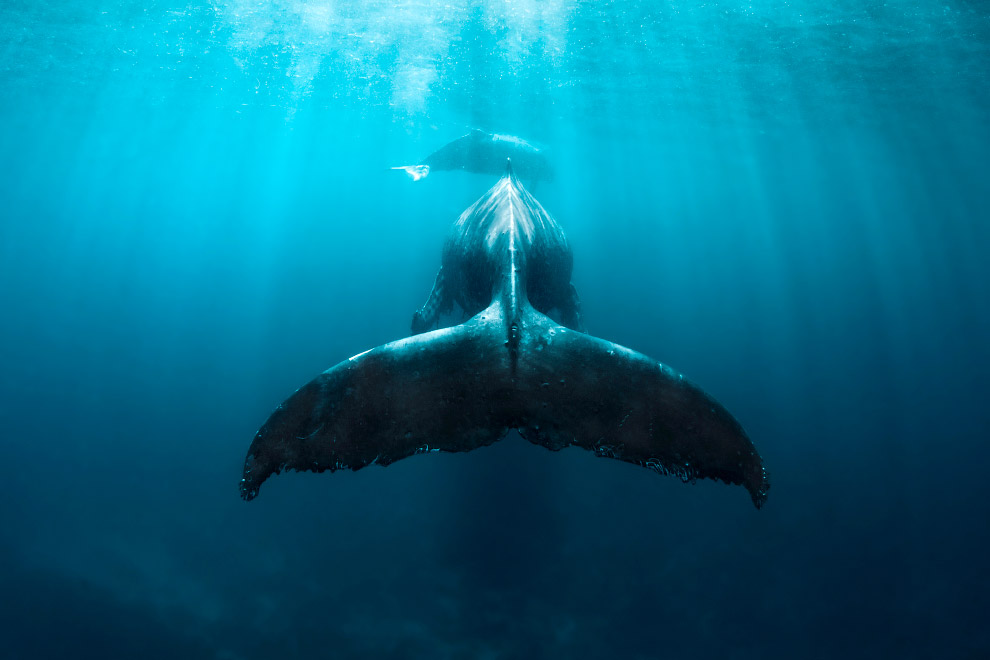 PHOTOS: Swimming with whales