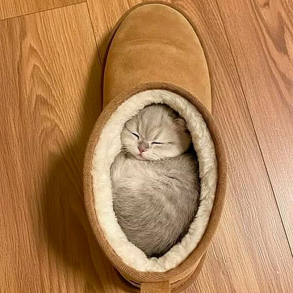 Очаровательные малыши: подборка самых милых фотографий детенышей животных