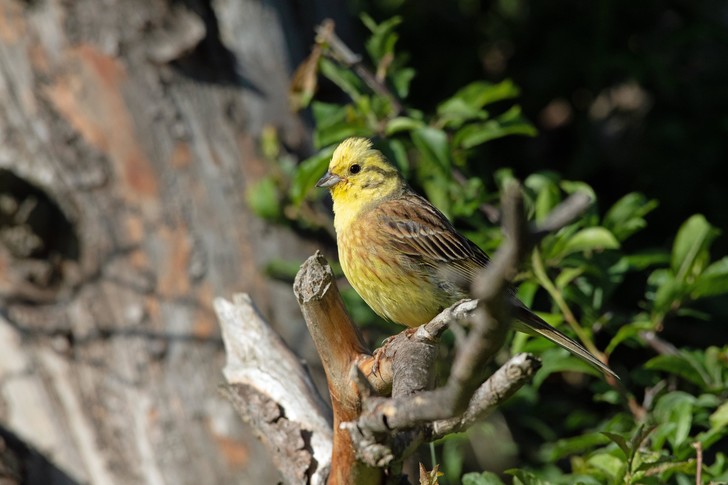 Фото №3 - Овсянка, сэр! Как живет неприметная, но очаровательная «мелкая лимонная птичка»