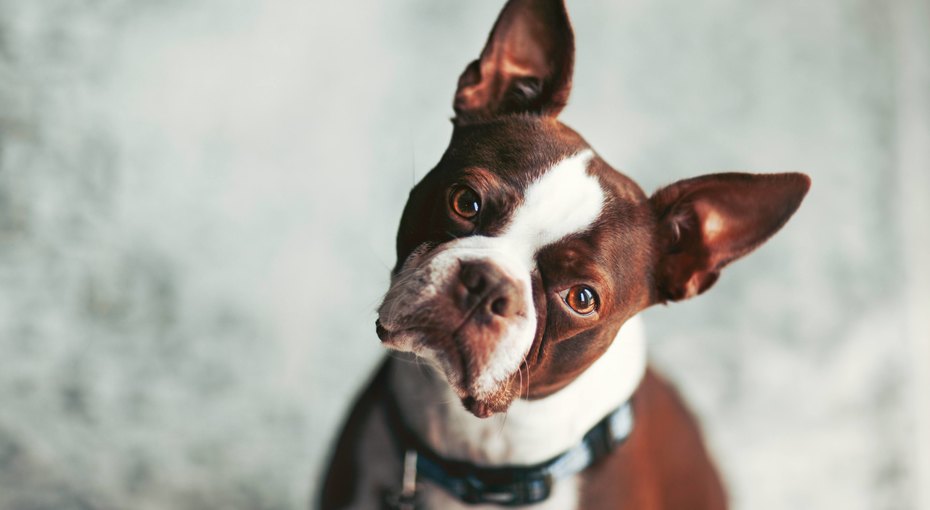 Аллергия у собаки: 7 признаков, которые нужно знать каждому владельцу домашние животные,наши любимцы