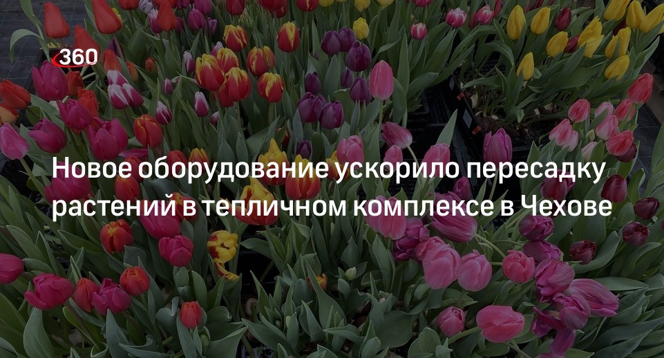 Новое оборудование ускорило пересадку растений в тепличном комплексе в Чехове