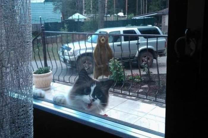 20 фотографий котов, которые, если присмотреться, повсюду животные