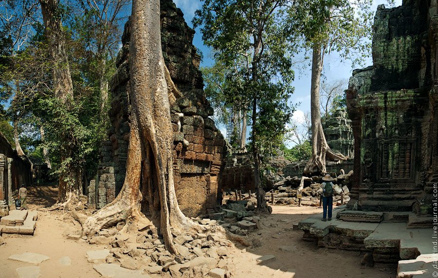 Камбоджийский храм Та Пром  и гигантские деревья архитектура,деревья,достопримечательности,камбоджа,необычное,храмы